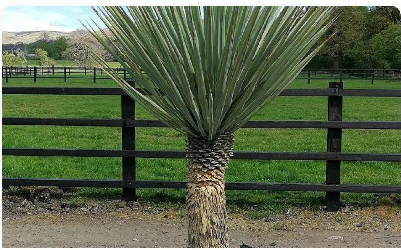 Yucca Rostrata Specimen