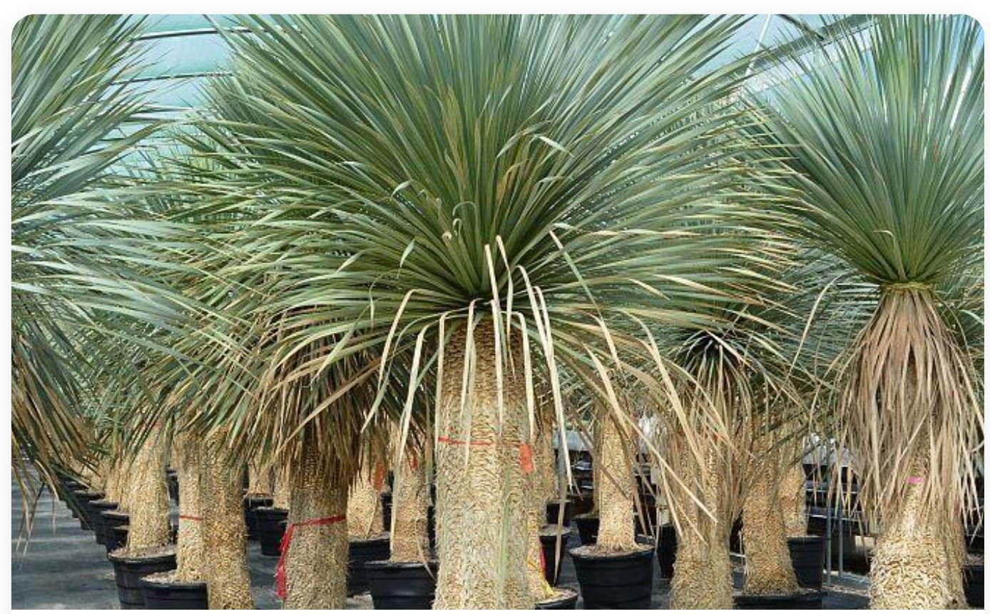 Yucca Rostrata Multi-Head