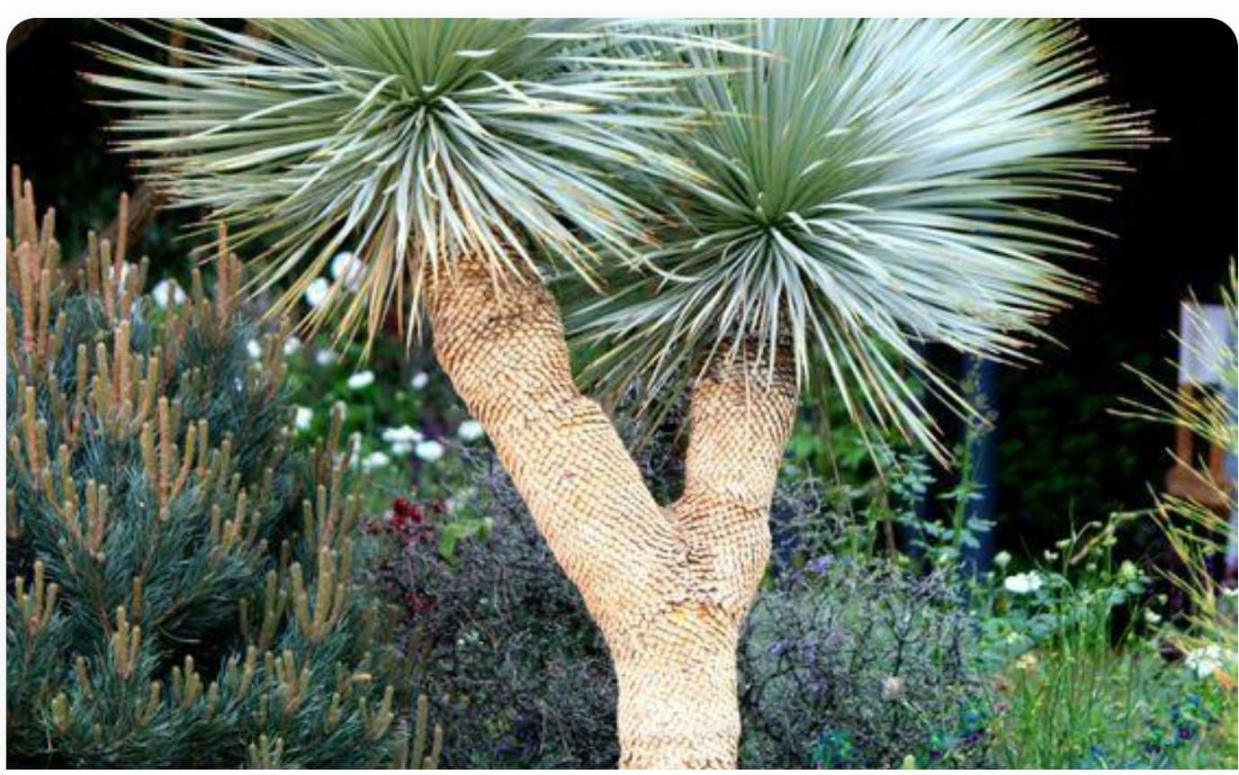 Yucca Rostrata Young