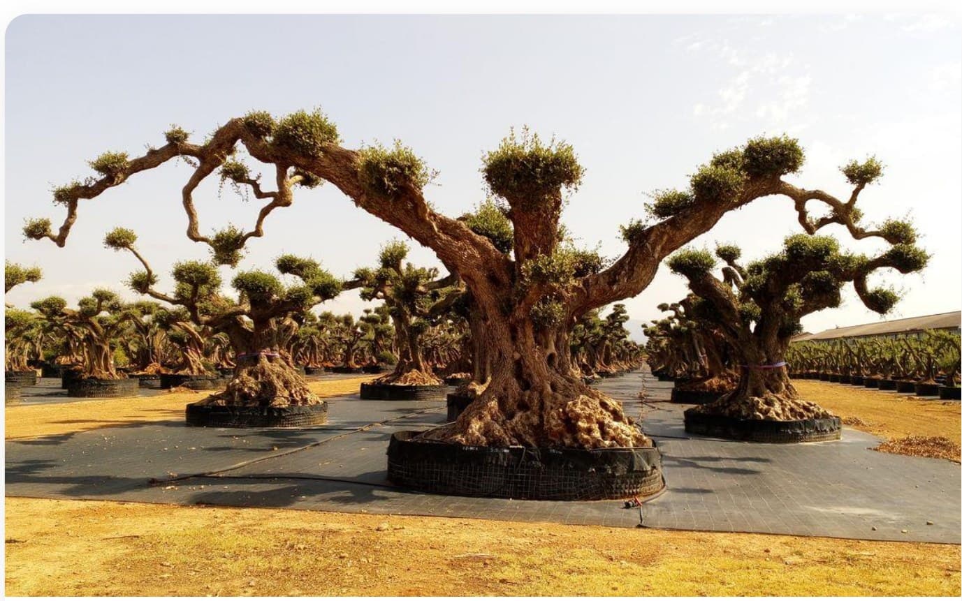 Olive Tree Cloud Style